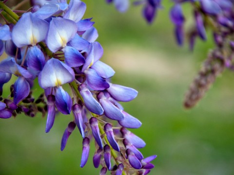 Wisteria sinensis (Glicină)